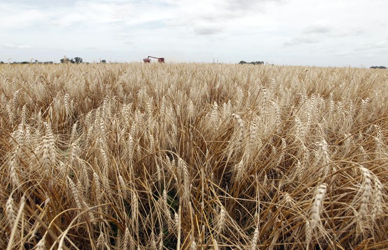 La mirada de corto y mediano plazo de los produceres estará en la proxima Campaigna de trigo. (Reuters/Enrique Marcarian)