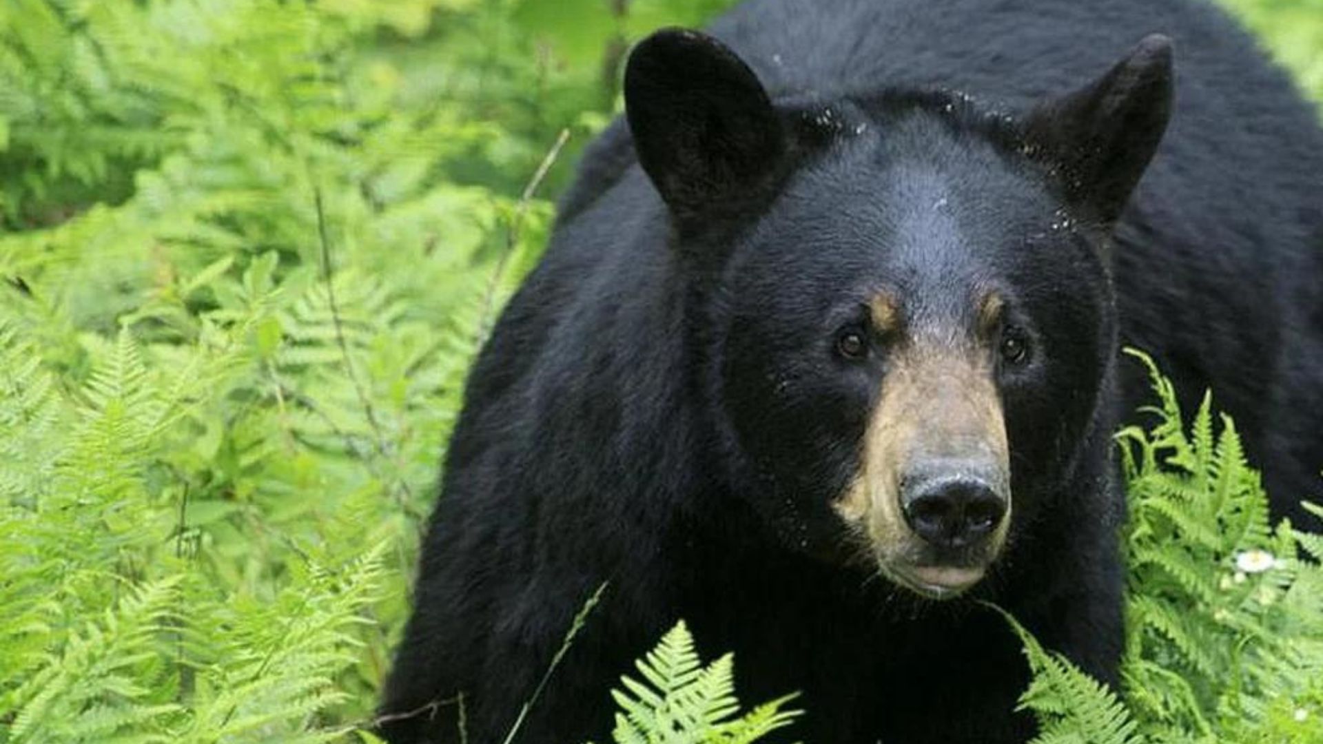 Los osos americanos cambian su color de pelaje por una cuestión evolutiva, según estudio