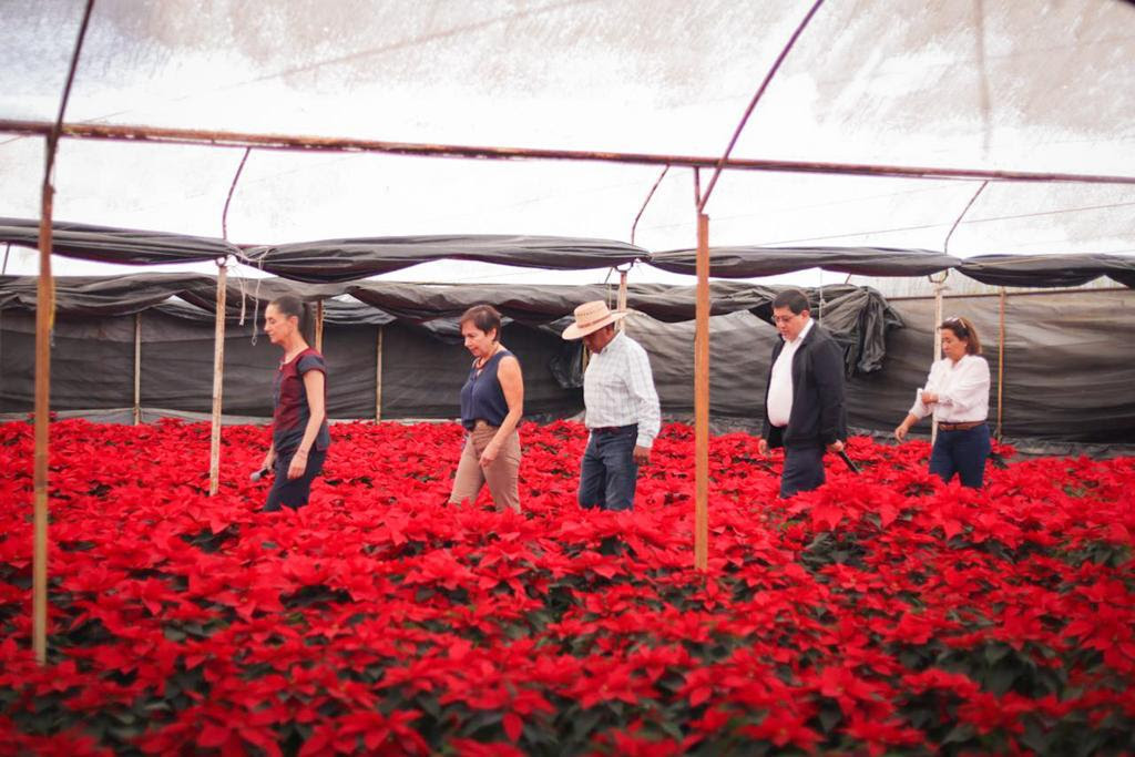 Comenzó la venta de Flor de Nochebuena en Xochimilco: qué precio tiene y  cómo llegar a los viveros - Infobae