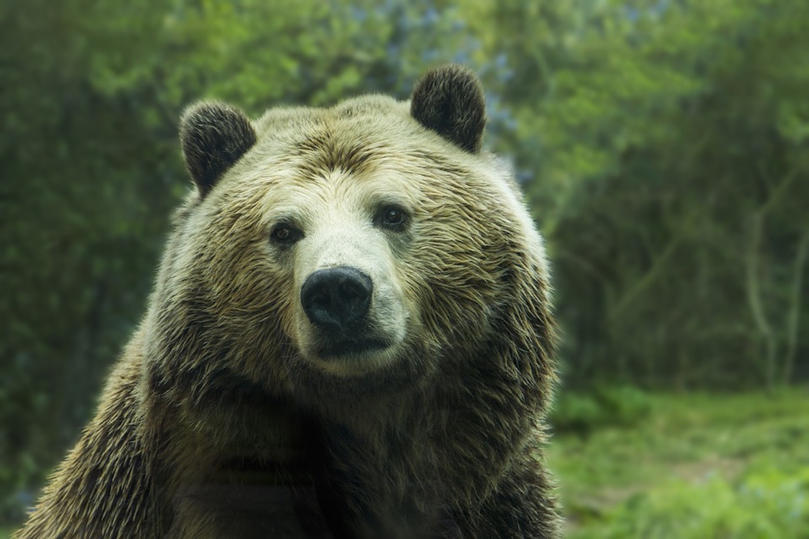 El oso plateado compartía la mayoría de los ragos con el grizzly que radica especificamente en las zonas boscosas de América del Norte  (Pixabay)