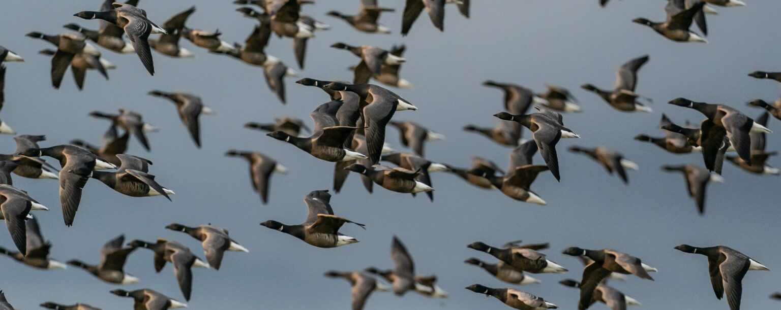 Según la ONG BirdLife, hay 100 especies de aves migratorias que están siendo amenazadas por actividades de los seres humanos que producen el cambio climático/Archivo
