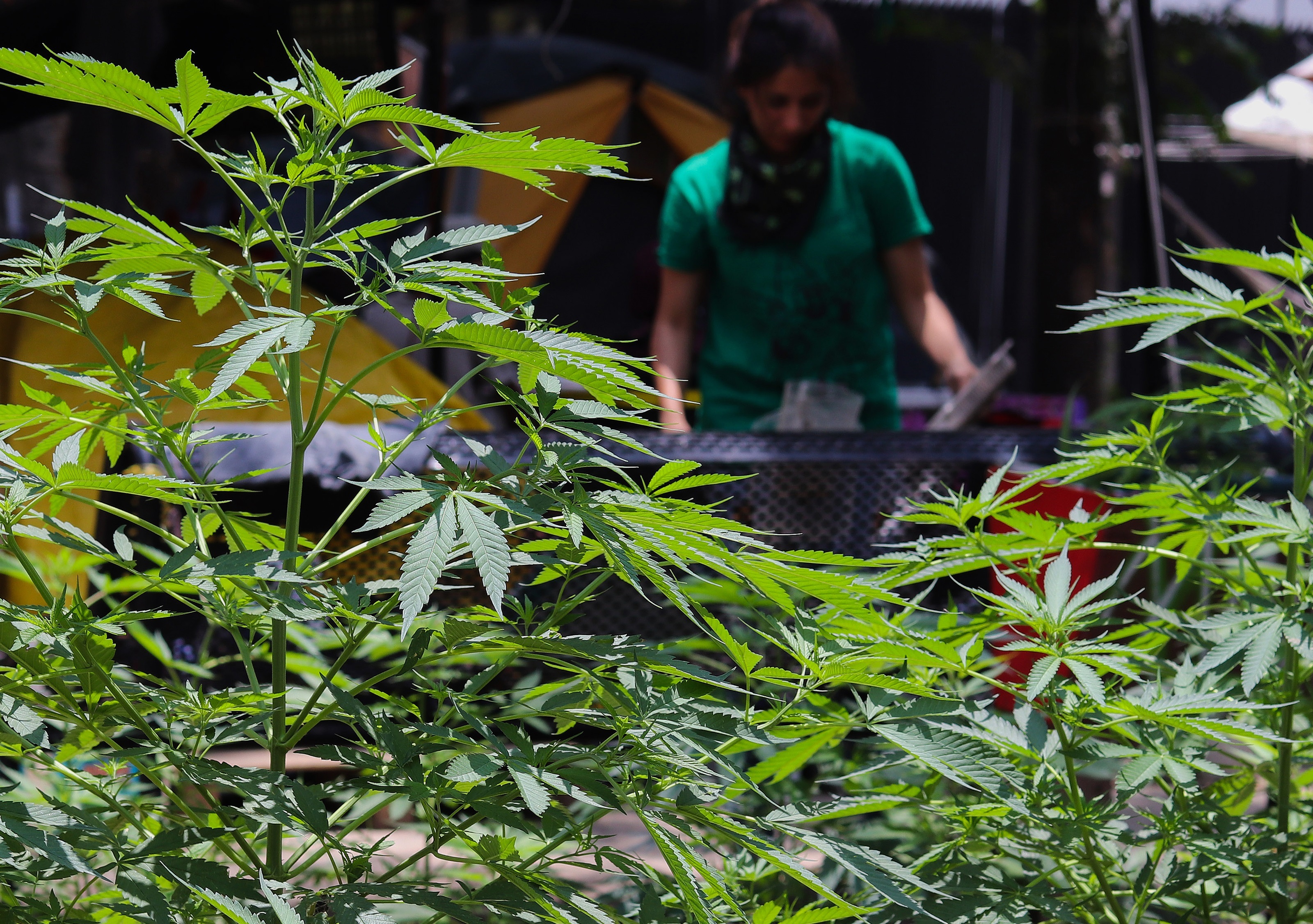 Las sanciones por la posesión de hasta 200 gramos de marihuana serán económicas; después de esa cantidad incluirán cárcel (Foto: José Pazos/ EFE)
