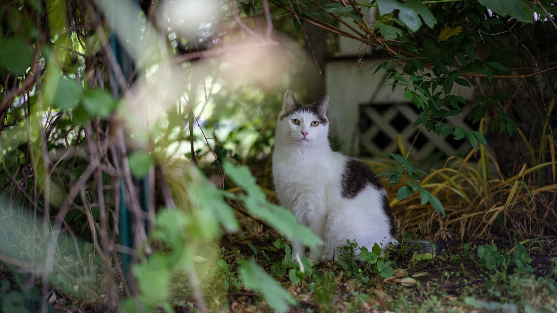 Zeke, un gato al aire libre que deambula por el vecindario. Crédito: Vanessa Leroy para The New York Times