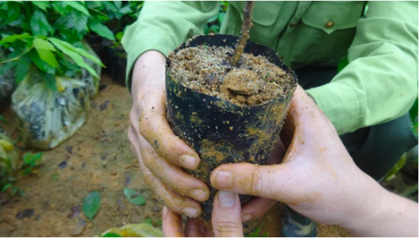 アレクサは木を植える 家から木を植えて森林再生を助けるというフレーズ Infobae
