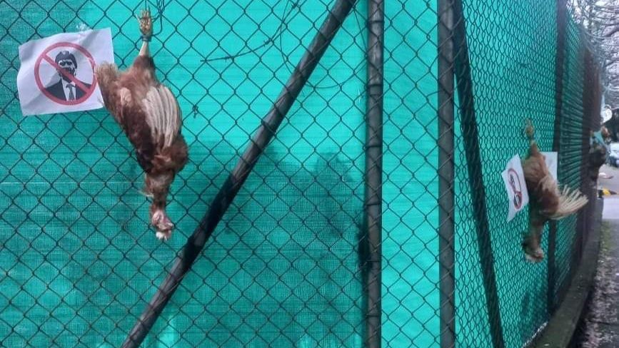 Hinchas de Atlético Nacional colgaron un grupo de gallinas muertas en la sede del club verdolaga en Guarne, acompañadas de la imágen de Benjamín Romero, actual vicepresidente del club (@jcardonaleon/Twitter)