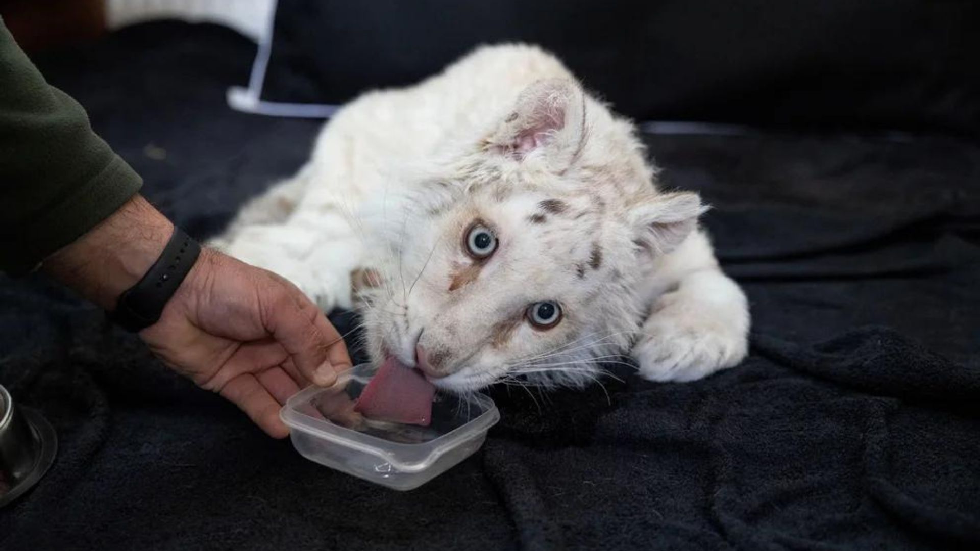 Tigre blanco abandonado en la basura lucha por su vida