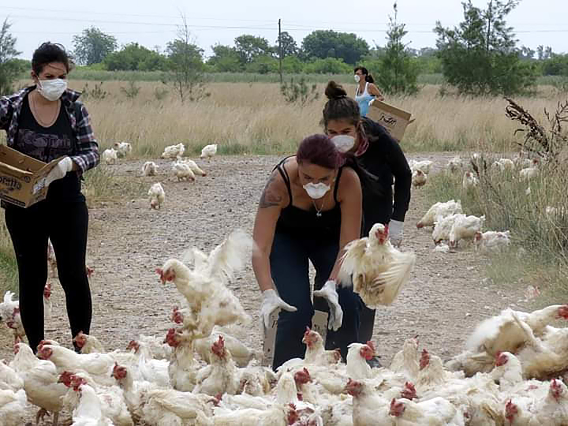 En el mayor rescate de animales hasta 2016. Unas dos mil gallinas pudieron vivir una nueva vida