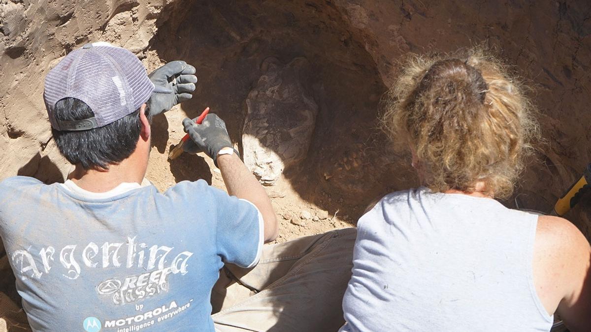 Necochea: hallaron restos de un “Tigre Diente de Sable” donde construían una casa
