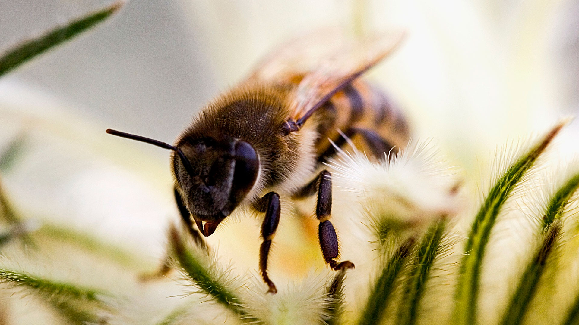 Dia Mundial De Las Abejas Infobae 8468