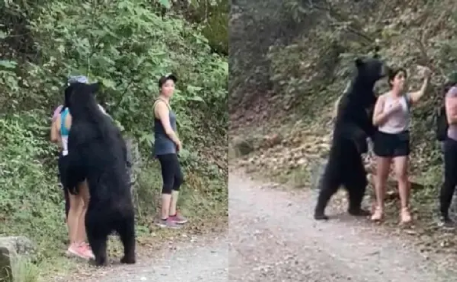 Después de la selfie, al zoológico: el triste futuro del oso que sorprendió  a jóvenes en Nuevo León - Infobae