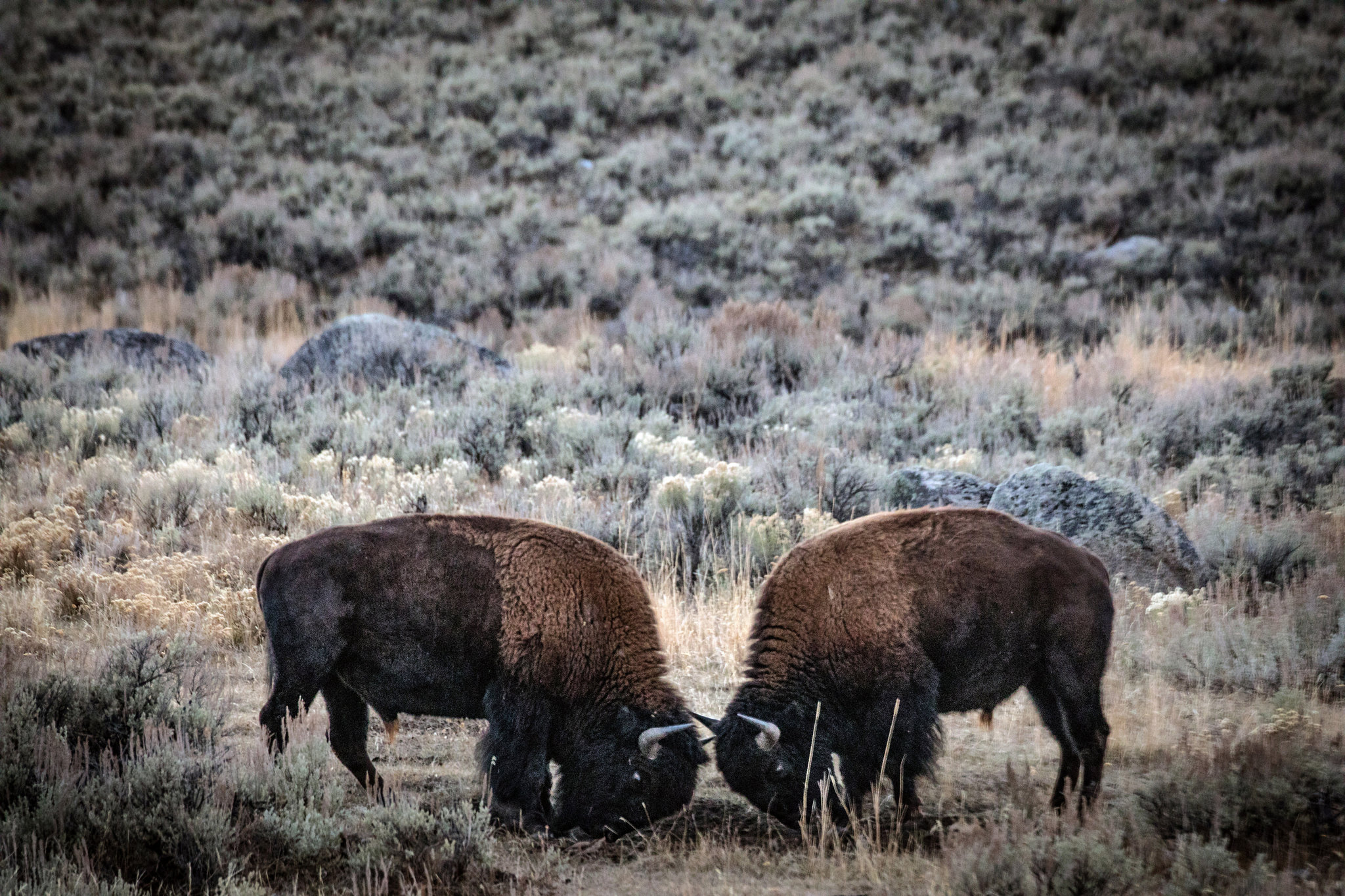 Bisontes peleando, Parque Nacional Yellowstone. Octubre de 2018.  (Josh Haner/The New York Time)