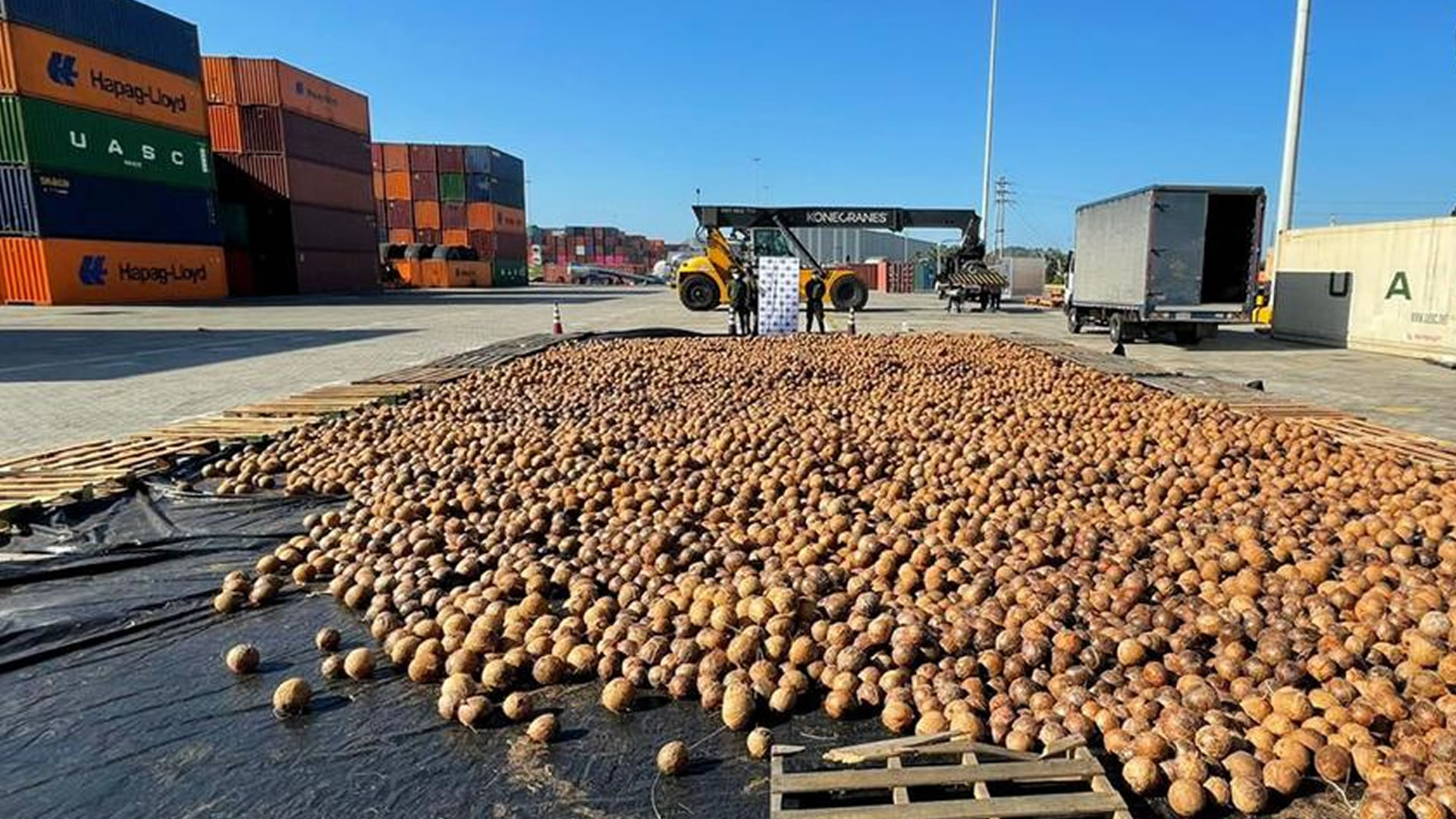 Hallan cargamento de 20.000 cocos con cocaína líquida que pretendía salir de Cartagena a Europa. Cortesía de la Fiscalía General de la Nación.