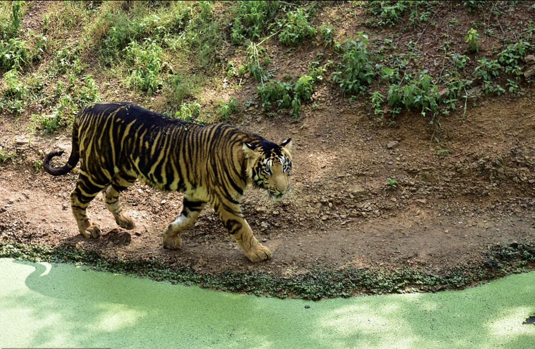 Estos tigres son originarios de una región de la India y no entran en contacto con otros ecosistemas