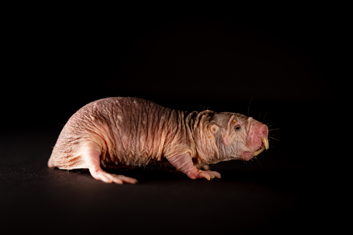 Las ratas topo desnudas son los roedores más longevos, casi nunca tienen cáncer, no sienten dolor como otros mamíferos, viven en colonias subterráneas y sólo la reina puede tener crías. Lo más asombroso es que nunca dejan de tener crías/Colin Lewin