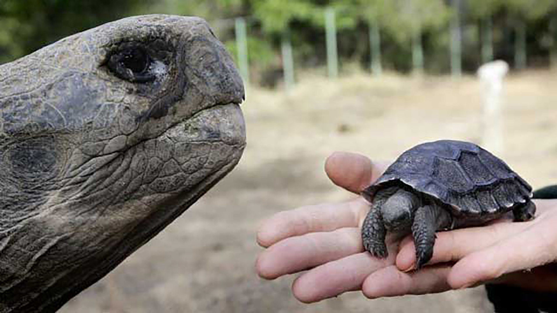 Las tortugas galápagos en el mercado internacional pueden costar miles de dólares.