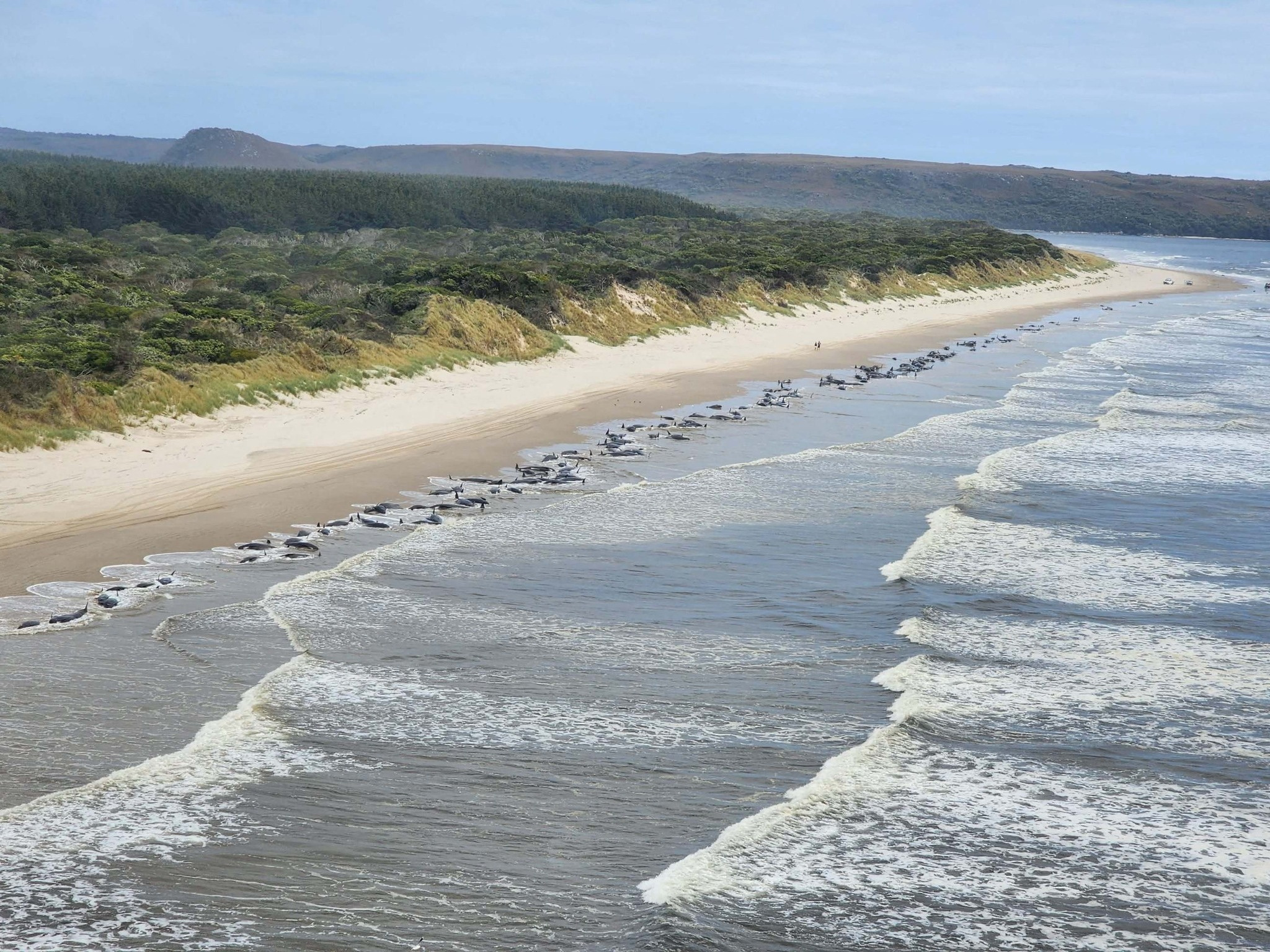 Unas 200 Ballenas Murieron Tras Quedar Varadas En Una Remota Playa De Australia Infobae 7313