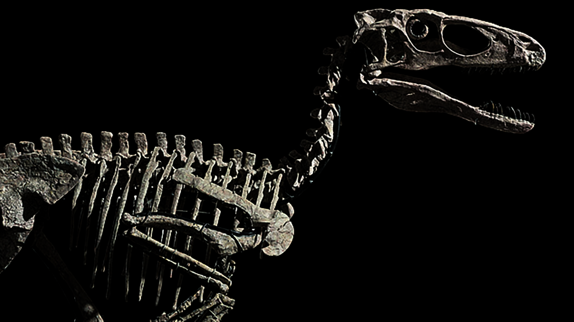 Subastaron por 12,4 millones de dólares el esqueleto del dinosaurio que inspiró a los velociraptors de Jurassic Park