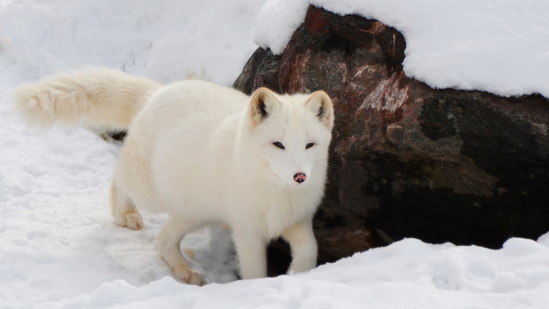 China: por primera vez clonaron a un lobo ártico y ahora van por más  animales - Infobae