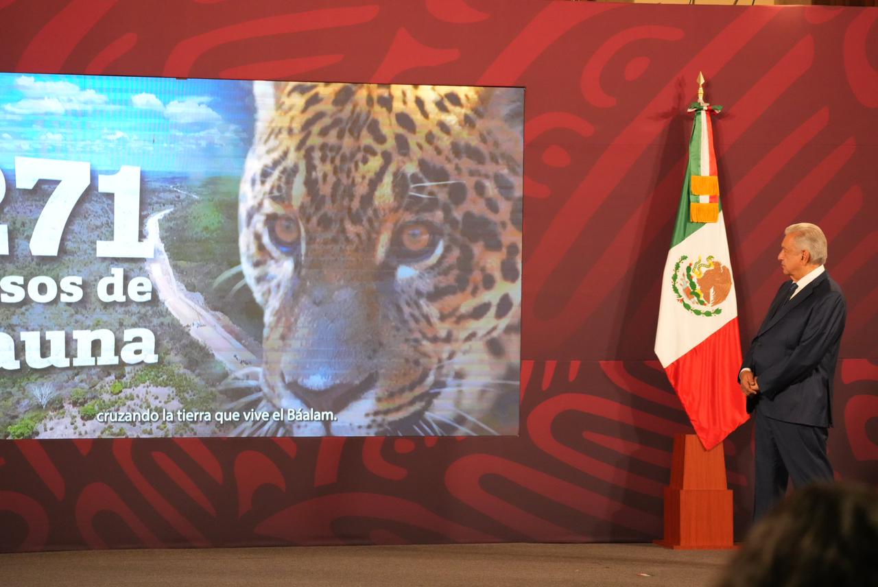 La gobernadora de Campeche, Layda Sansores aprovechó su participación en la mañanera de este lunes para presentar la canción del Tren Maya, proyecto que se inaugurará en diciembre de este año. (Gobierno de México)