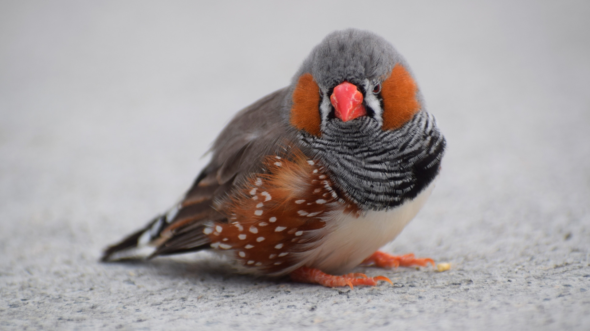 Científicos investigan un impacto inesperado del aumento de dióxido de carbono en los árboles
