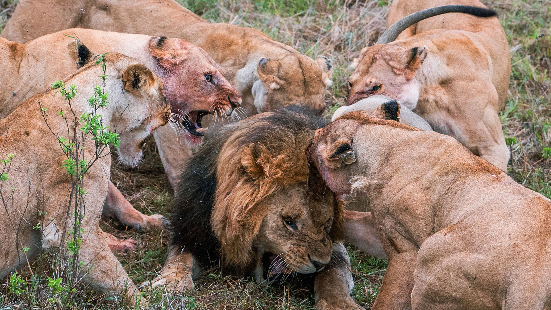 Las fotos de la brutal pelea entre una manada de leonas y un león: trató de  robar comida de los cachorros y perdió un testículo - Infobae