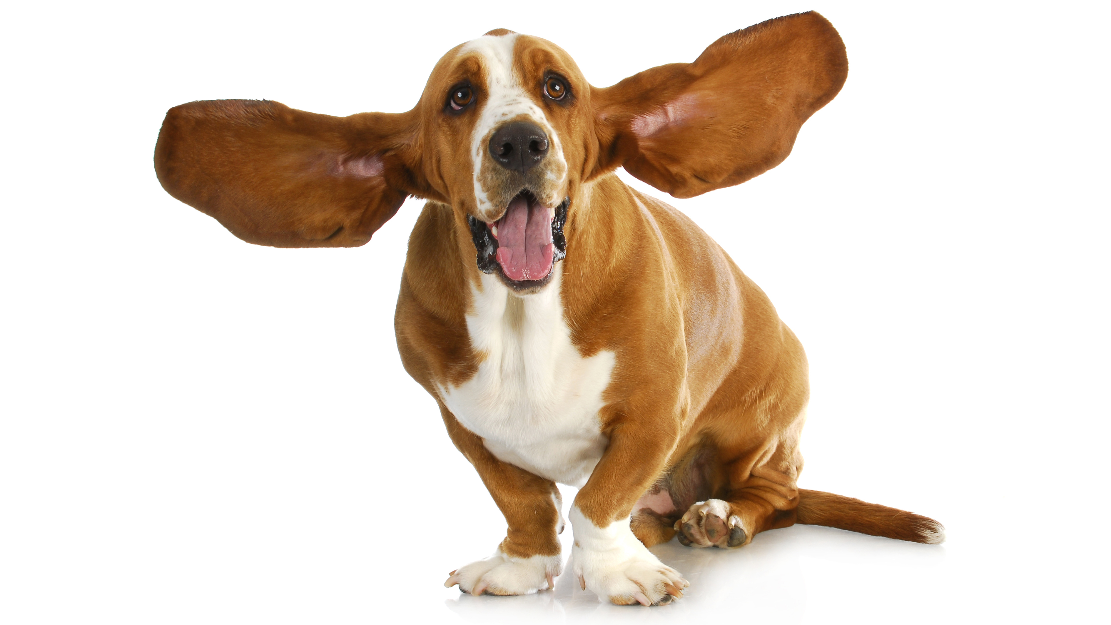 El cuidado especial de las orejas de algunas razas es fundamental a la hora de meterse en las piletas (Shutterstock.com)