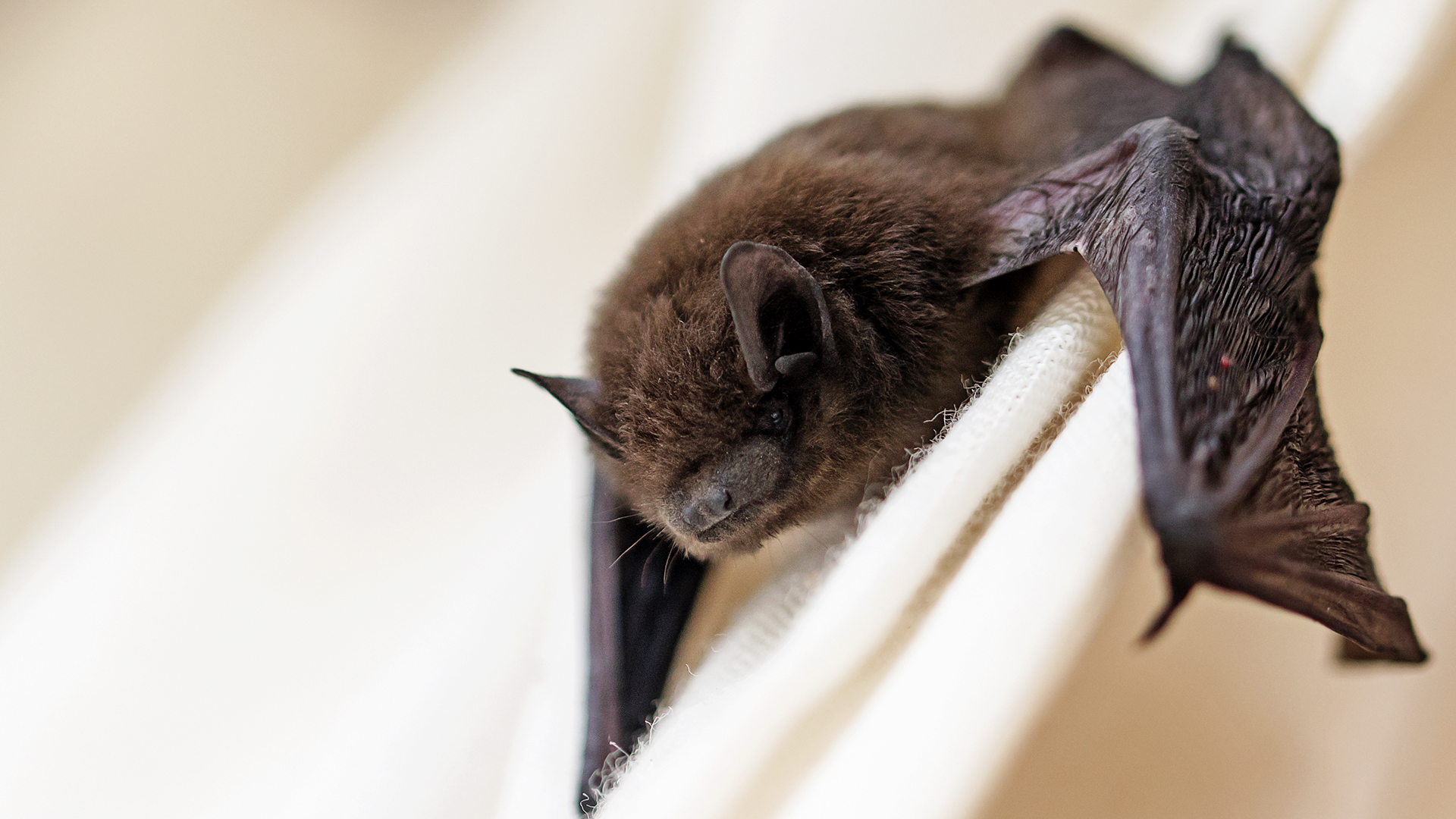 La esperanza de vida de los murciélagos es de 15 años. Algunos pueden vivir más dependiendo de su especie, llegando a 35 años (Getty Images)