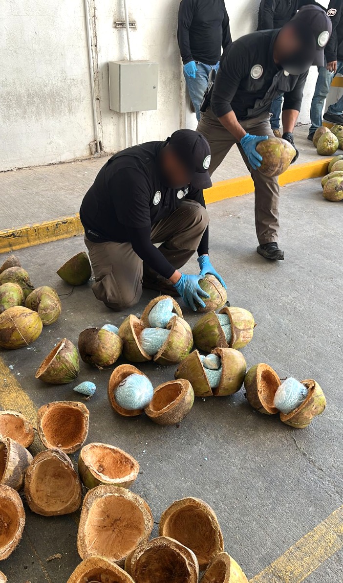 Las autoridades abrieron los cocos para sacar las bolsas de pastillas azules 
(Foto: FGR)