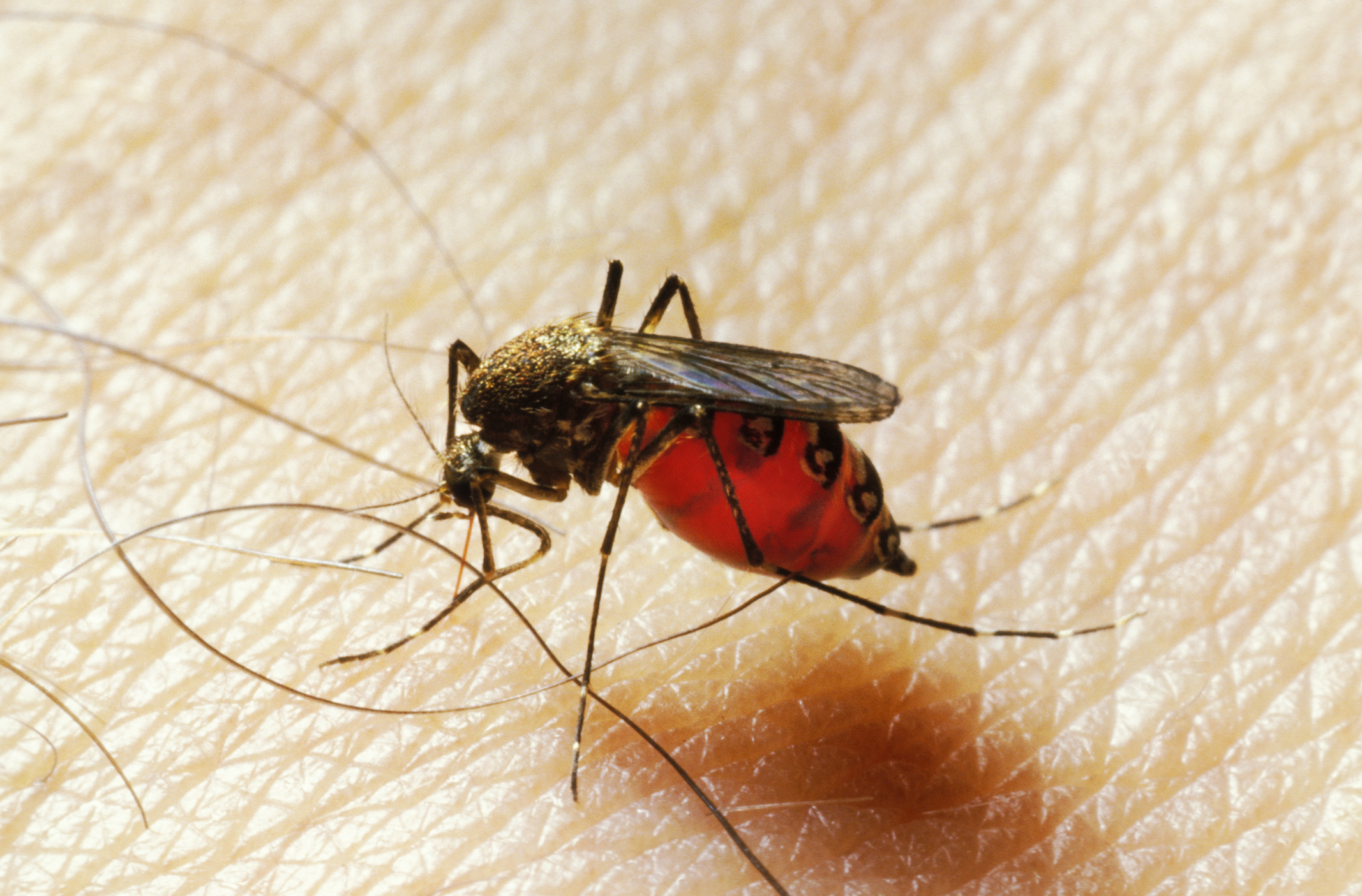Komar Aedes aegypti specjalizuje się w gryzieniu ludzi. 