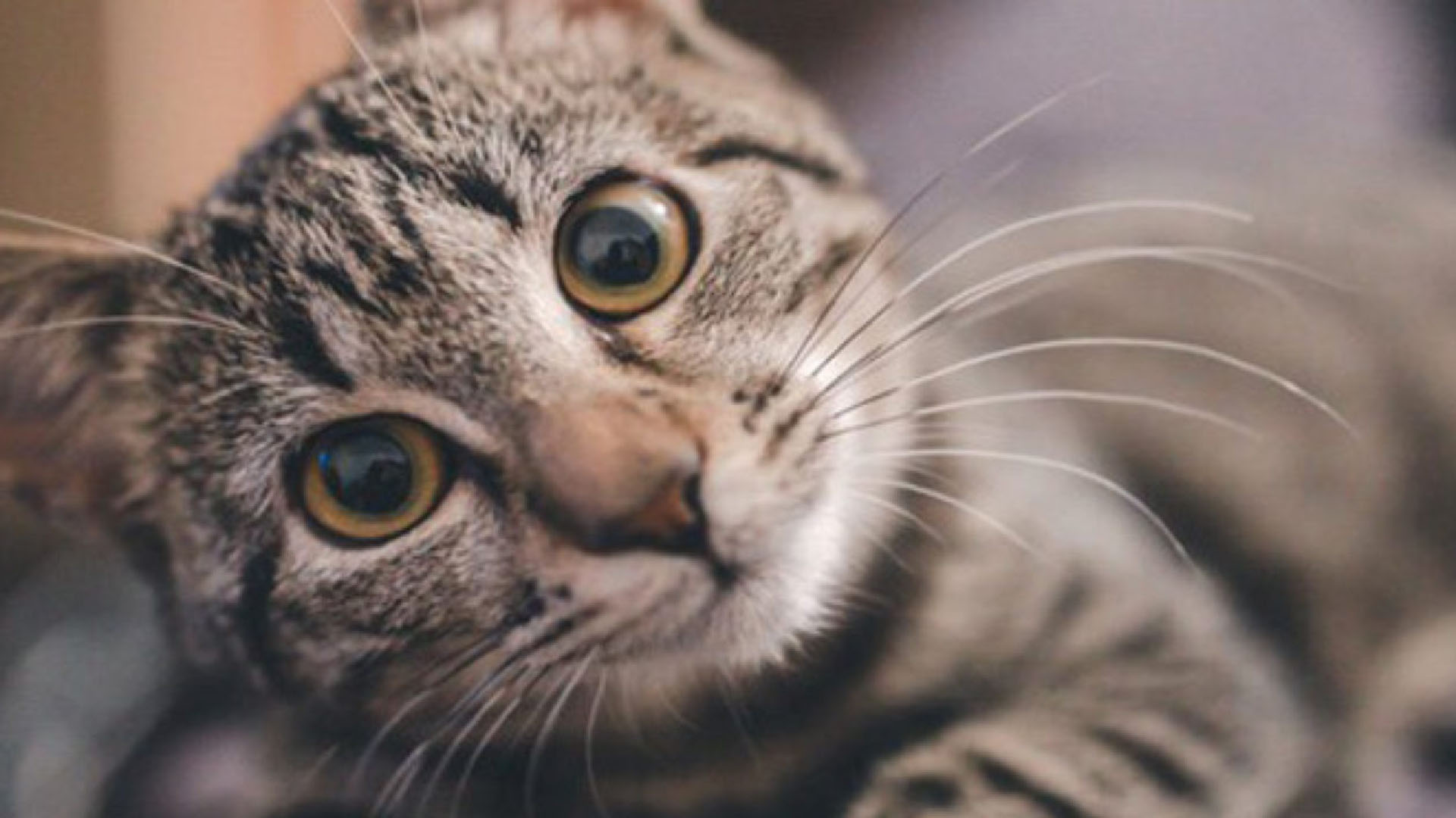 “Aunque nuestros gatos ya no necesitan cazar para comer, conservan la necesidad de abalanzarse sobre objetos y jugar”, dicen los expertos
