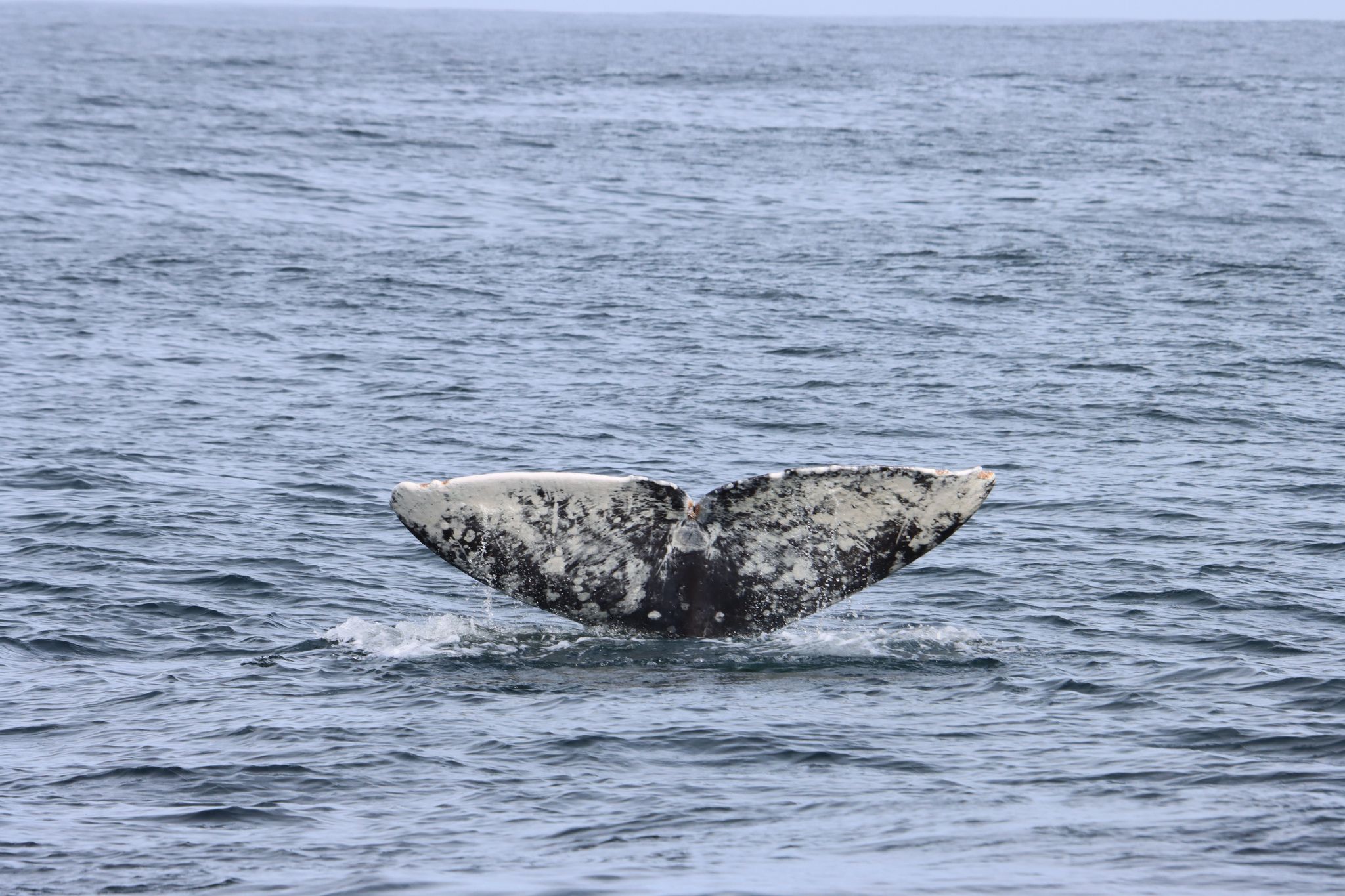 La ballena tenía seis trampas para mixinos, siete tipos de redes de pesca y hasta un protector de linterna en su estómago (Foto: Verena Wolff/dpa)