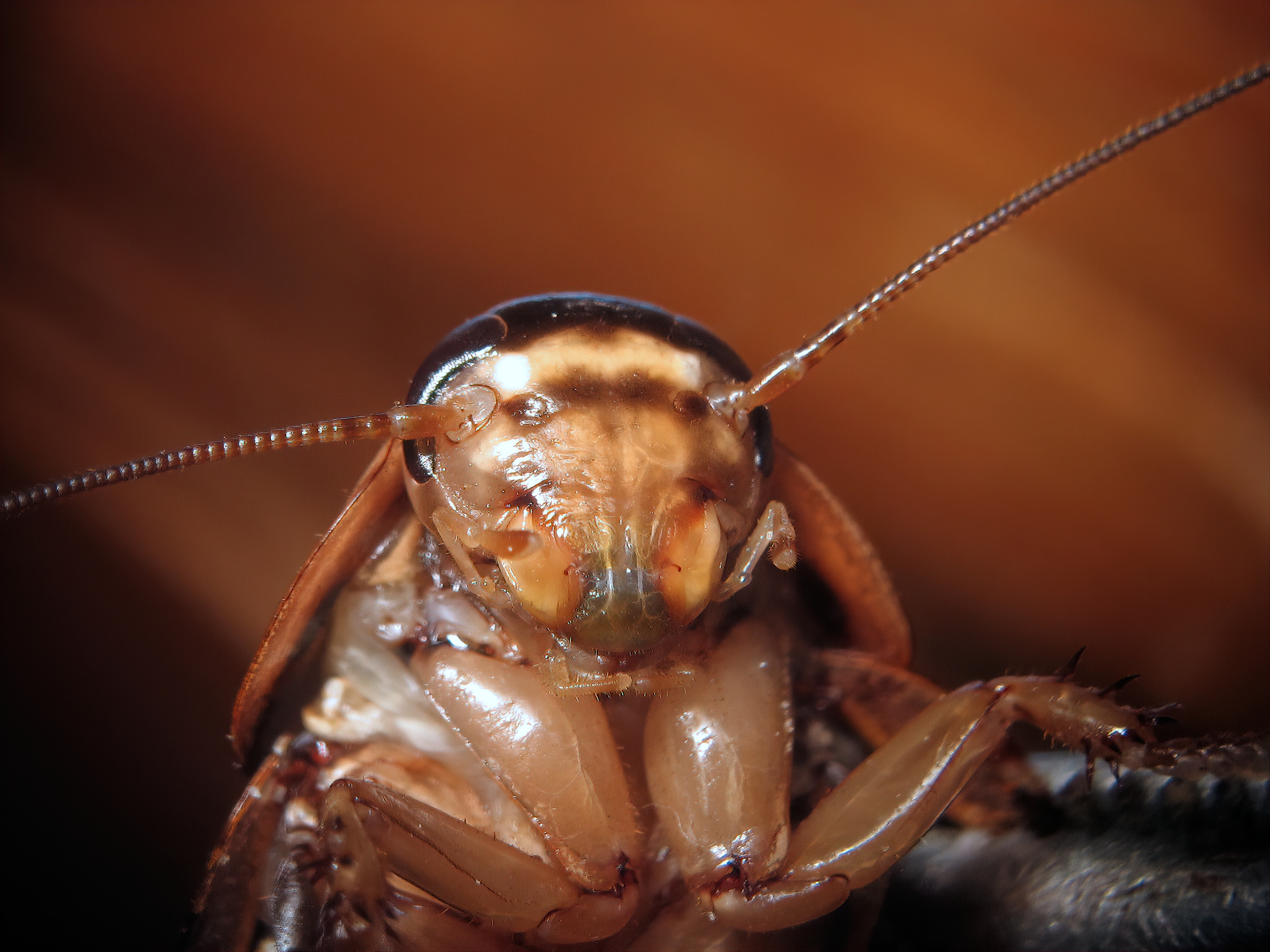 Las cucarachas son portadoras de varias enfermedades (Getty Images)
