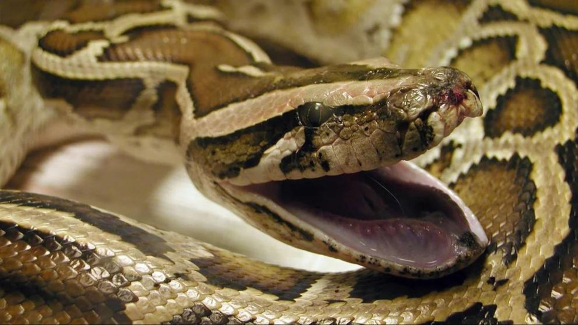 Las víboras y culebras son un subgrupo de las serpientes, la cuales tienen diferencias muy puntuales (Archivo)