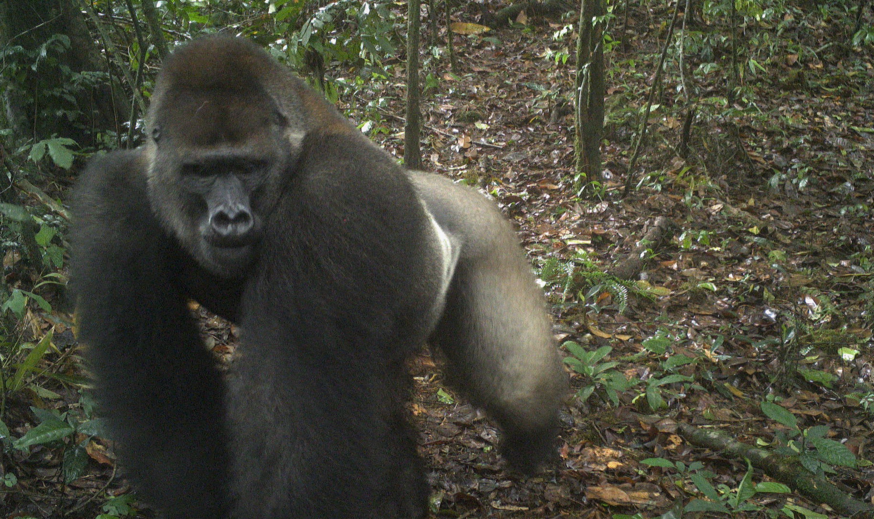 Esta imagen tomada por una cámara automática muestra a un gorila del río Cross en los montes Mbe de Nigeria (WCS Nigeria via AP)