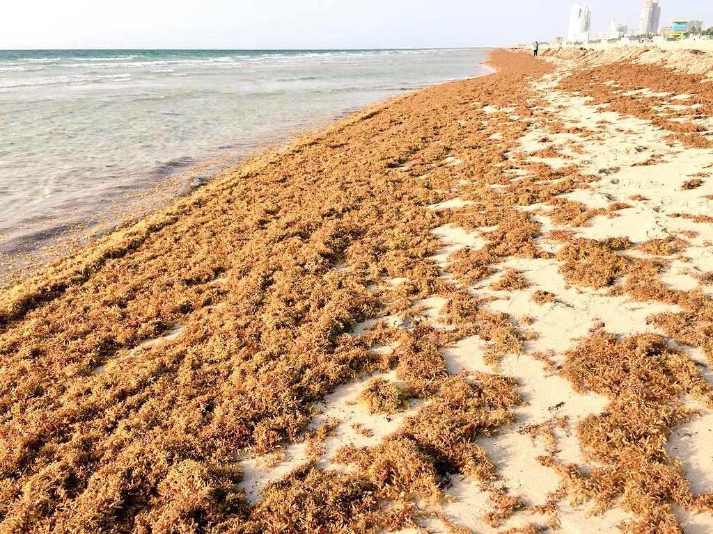 Encontraron una bacteria come-carne en el sargazo de las playas de Florida