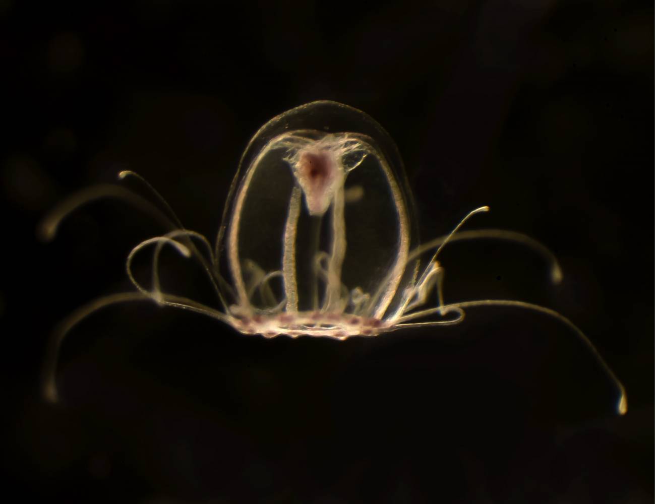 Esta diminuta medusa, de tan solo unos pocos milímetros de longitud, tiene la asombrosa capacidad de revertir la dirección de su ciclo vital hacia un estadio anterior asexual llamado pólipo