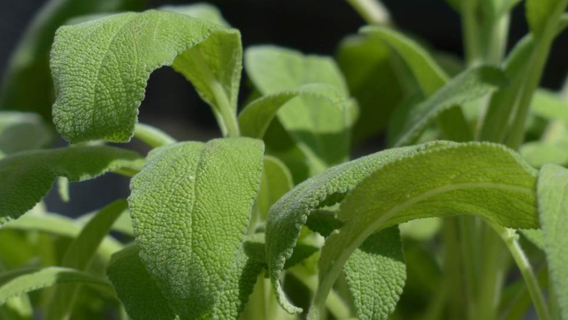 Salvia, la planta que controla el azúcar en la sangre, mejora la atención y crece en el Perú - Infobae