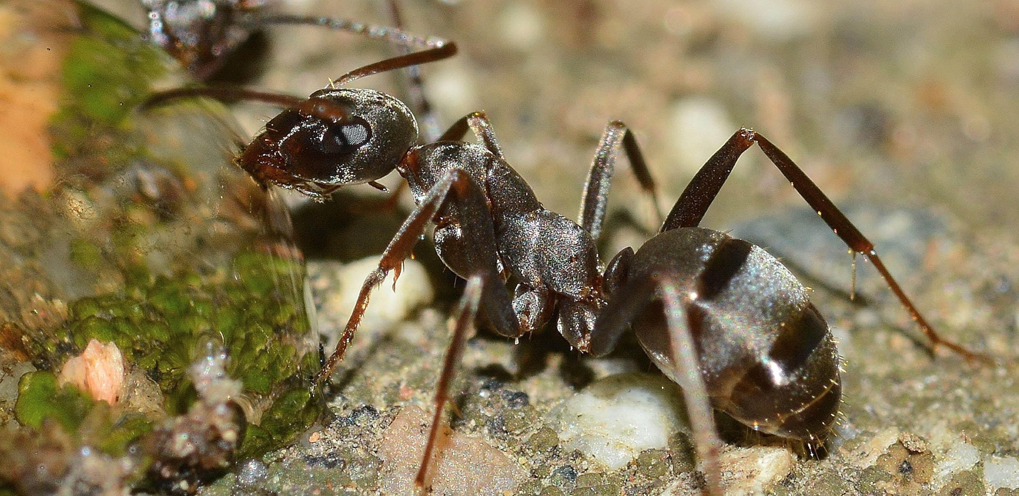 “Demostramos que las hormigas individuales necesitan solo unas pocas pruebas de entrenamiento para aprender, memorizar y detectar de manera confiable el olor de las células cancerosas humanas”, dijeron  (Foto: Cortesía UNAM)