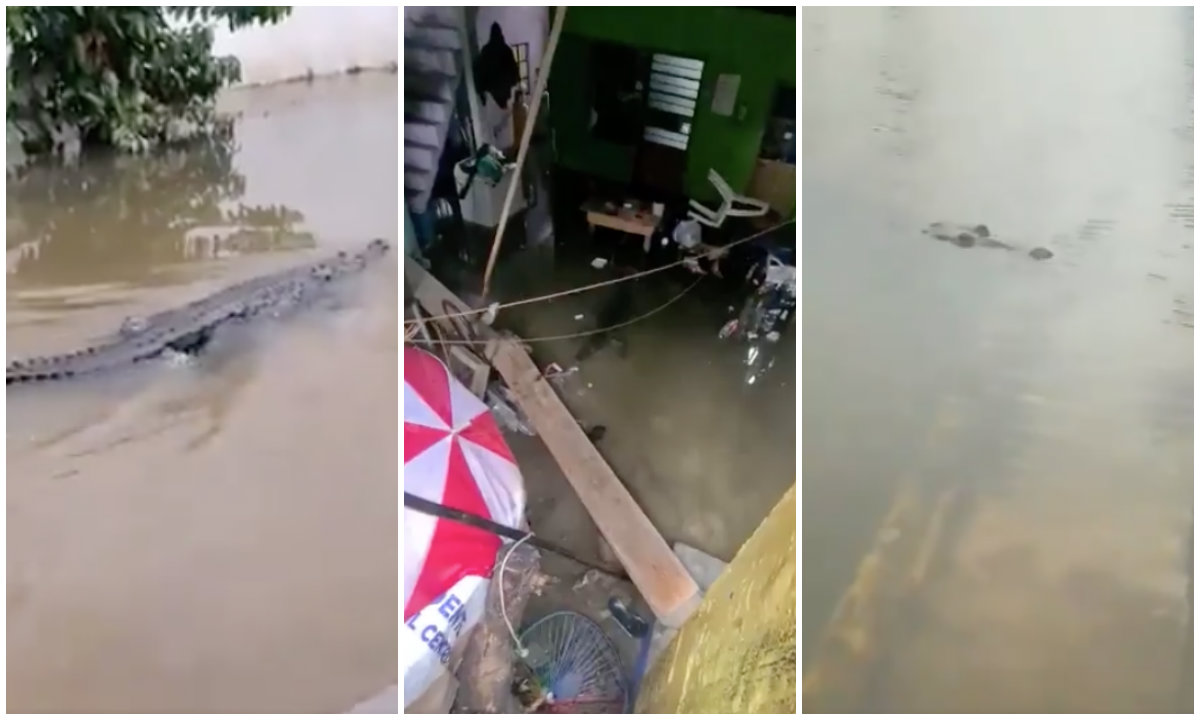 Caminar entre cocodrilos tras perderlo todo, las históricas inundaciones en Tabasco dejan miles de damnificados 
