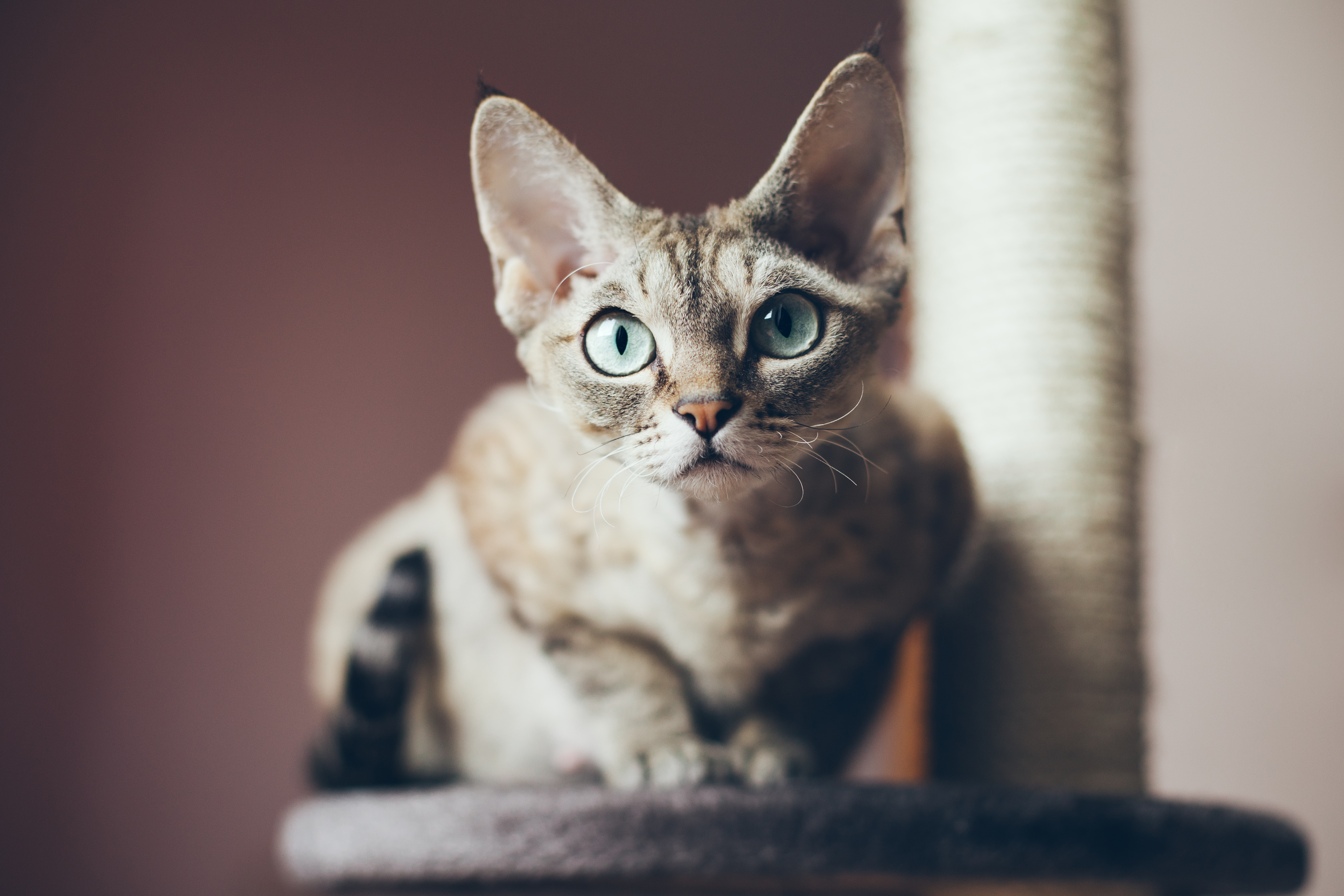 Infecciones en gatos: cuáles son, cómo se contagia y cómo prevenirlas (Shutterstock)