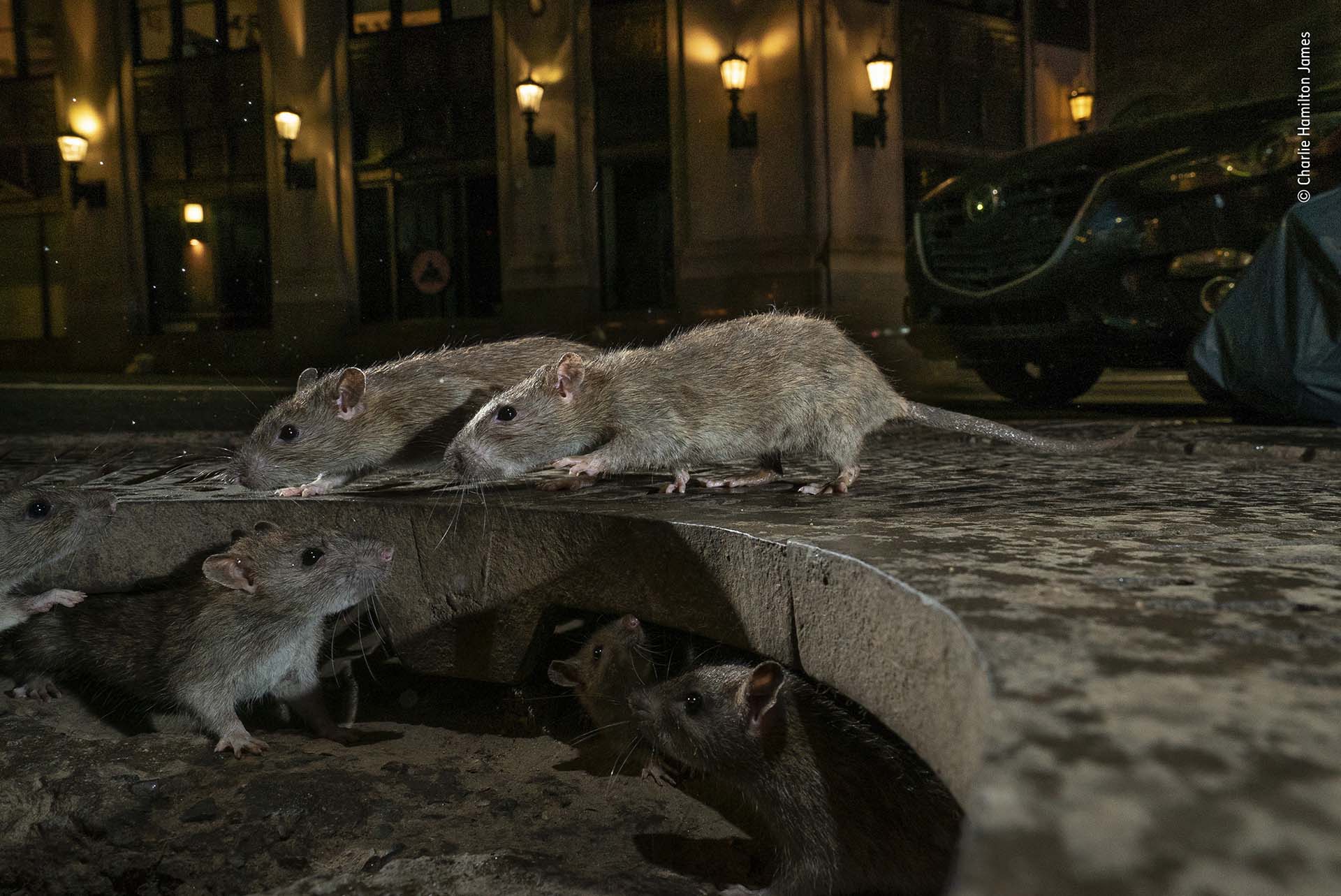 Ratas en la vereda en Pearl St., Nueva York