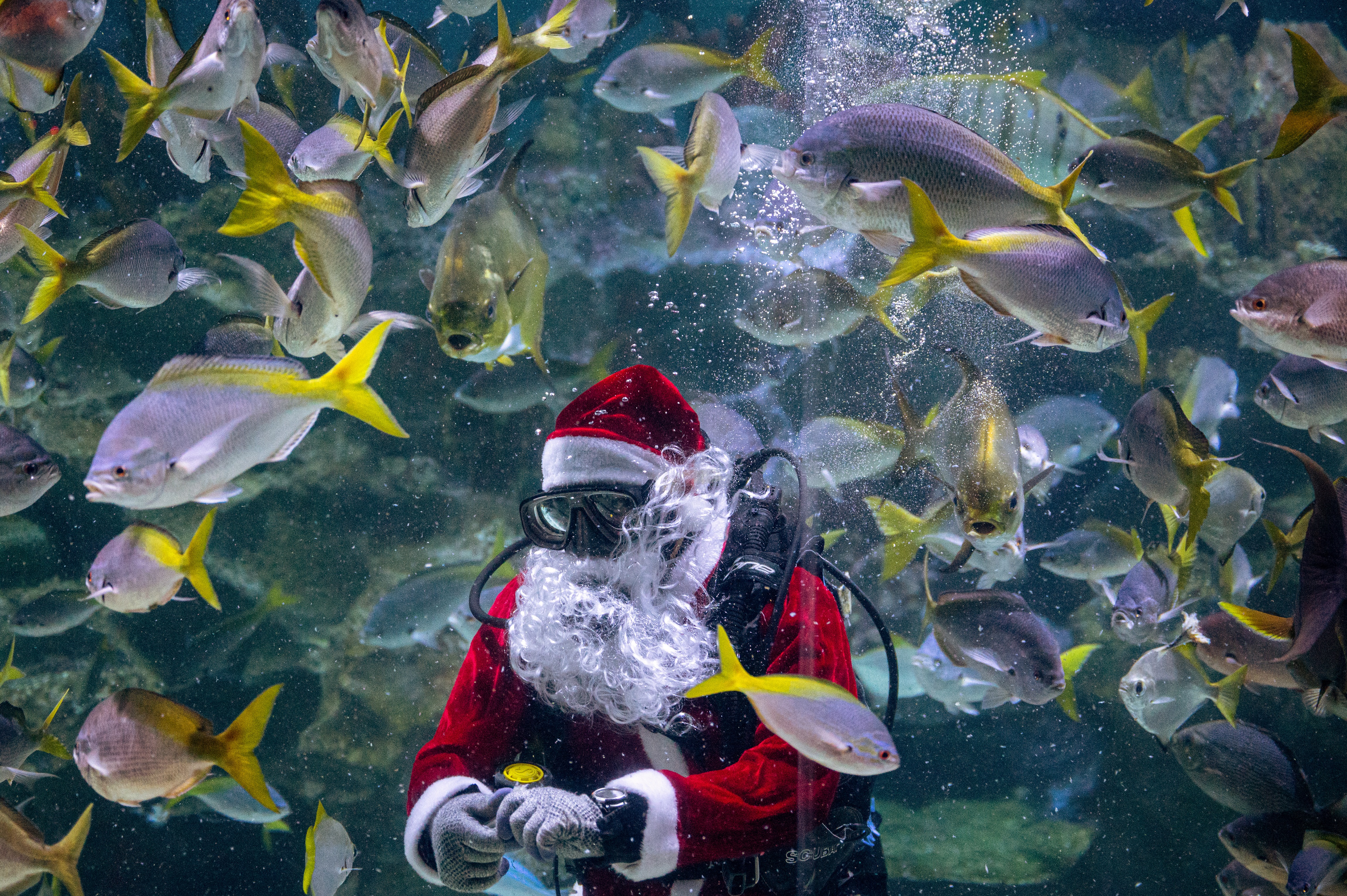 Un buceador con un traje de Papá Noel, como parte de las celebraciones navideñas, alimenta a los peces dentro de un estanque en el Acuario KLCC en Kuala Lumpur, Malasia (Foto de Mohd RASFAN / AFP)