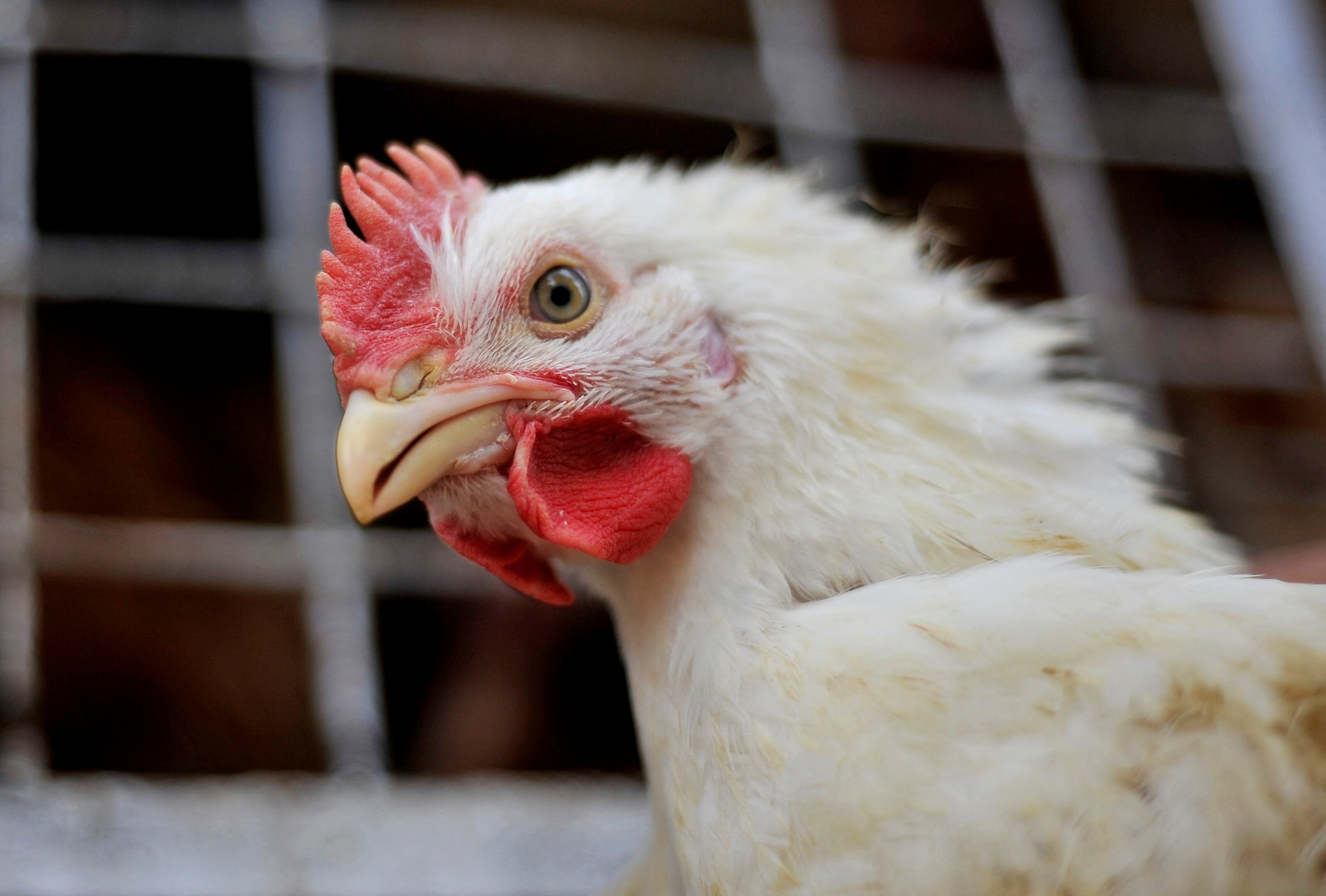 Escherichia coli (E. coli) es una bacteria gram negativa con forma de bastoncillo. Es la bacteria más frecuente en aves de corral y se encuentra en el entorno y en la flora intestinal normal de aves de corral (REUTERS)