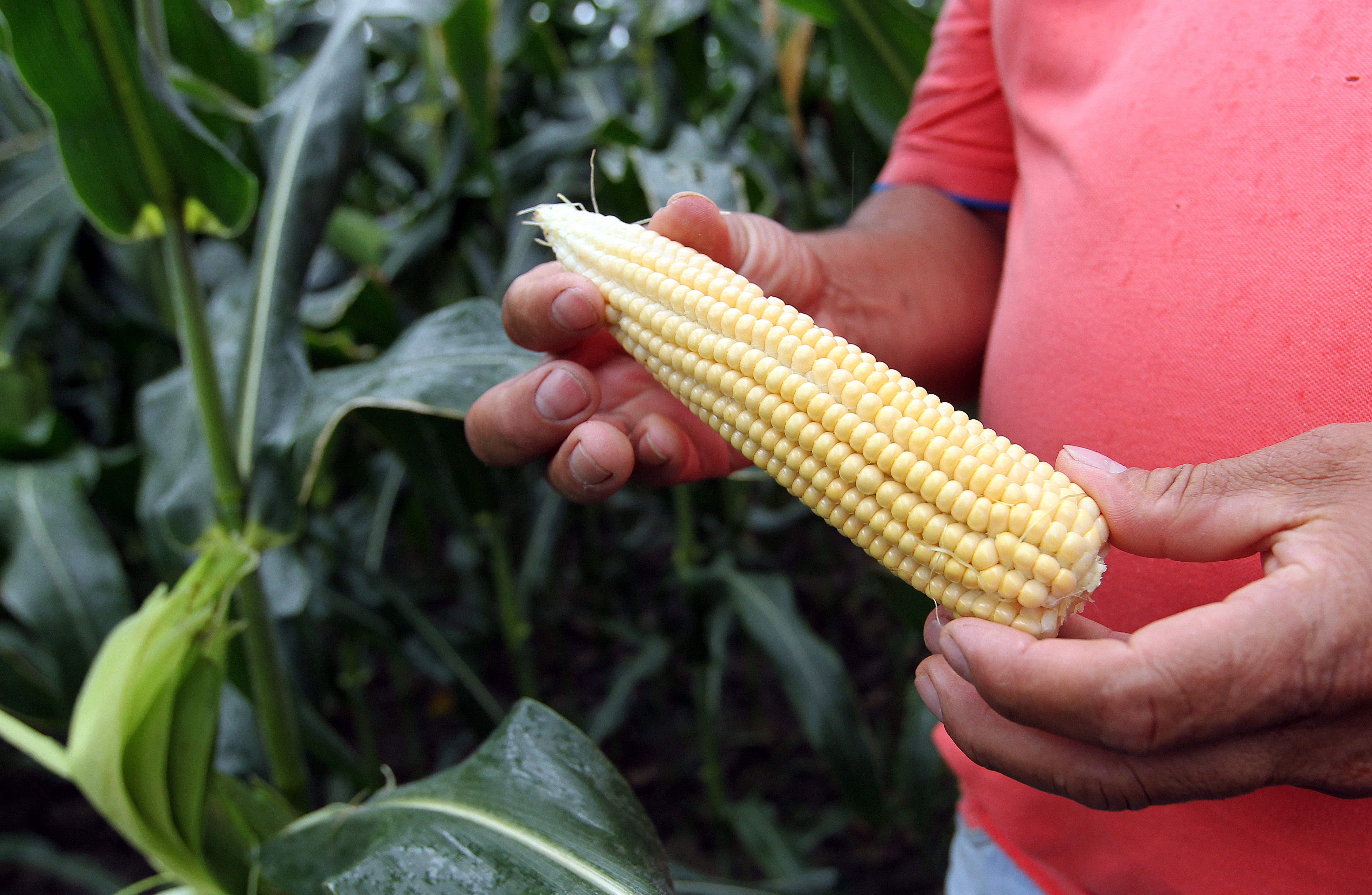 Muestra de una mazorca de maíz transgénico (Foto: EFE)