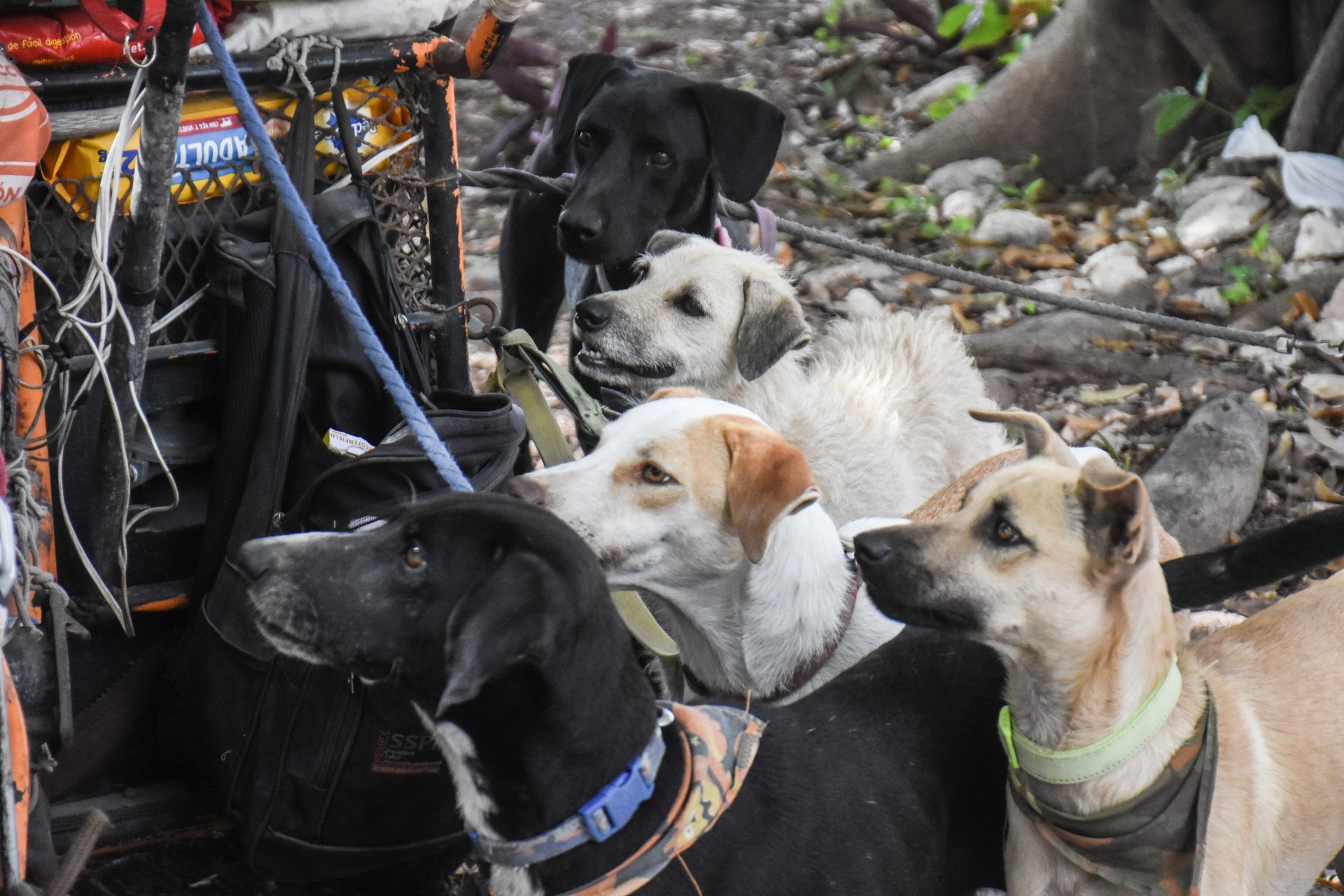 CANCÚN, QUINTANA ROO: Cada perro rescatado es estirilizado y Edgardo los da en adopoción. 
03SEP2021.
FOTOS ELIZABETH RUIZ/CUARTOSCURO.COM