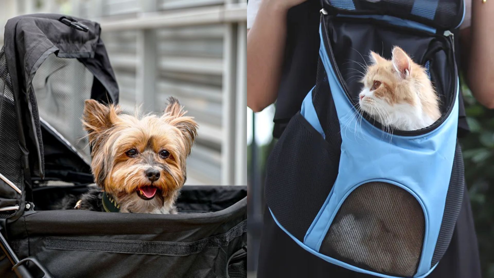 Las mascotas sí pueden viajar en el transporte público: conoce los horarios y requisitos