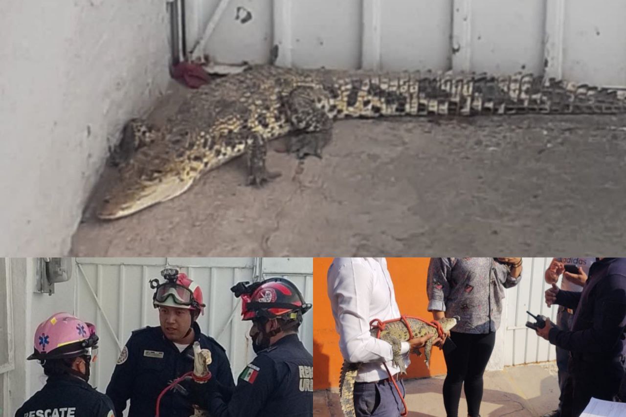 Encuentran un cocodrilo en una vivienda de Ecatepec - Infobae