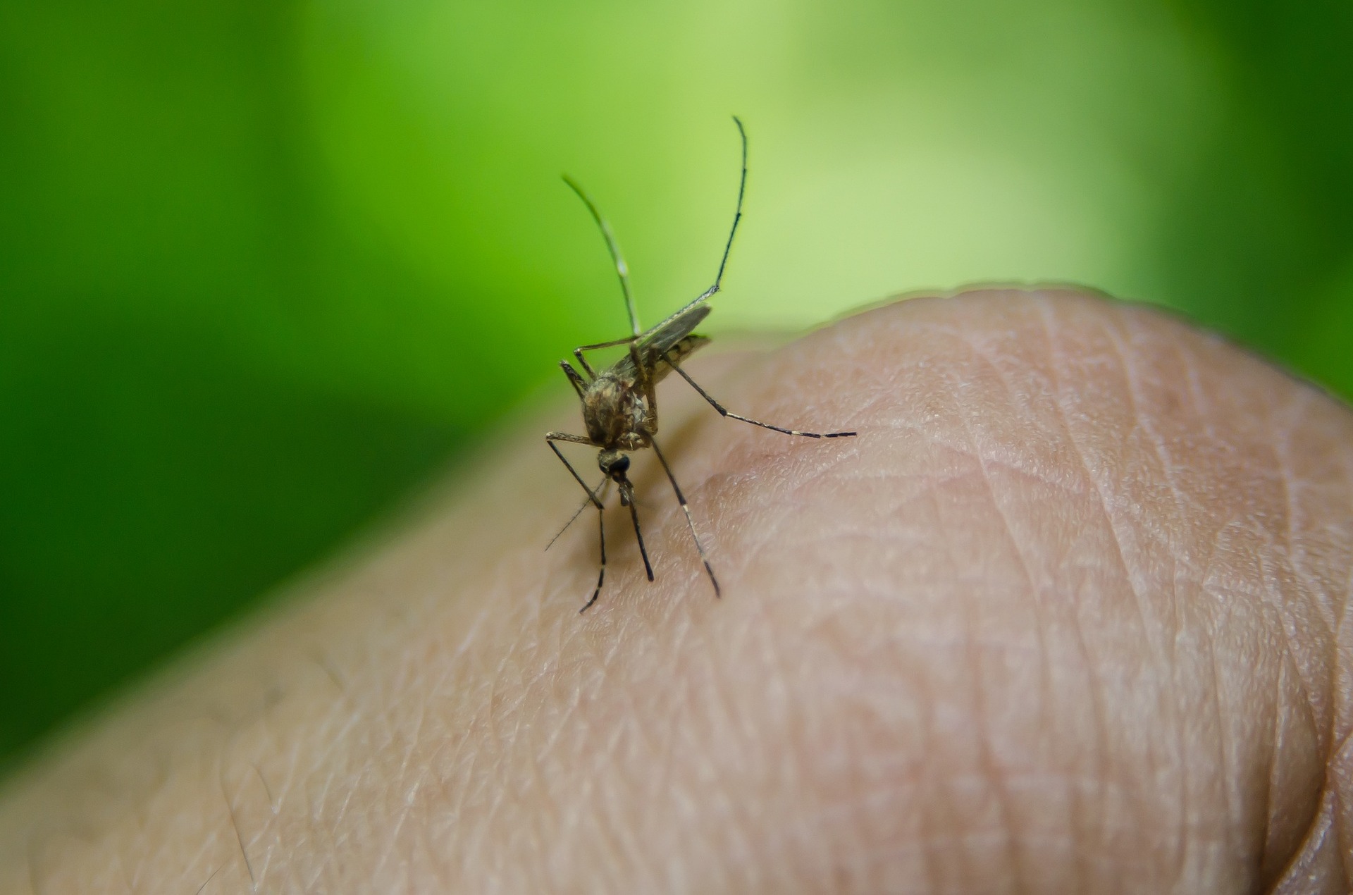 Imagen de archivo del mosquito Aedes aegypti, transmisor del dengue. Foto: Pixabay