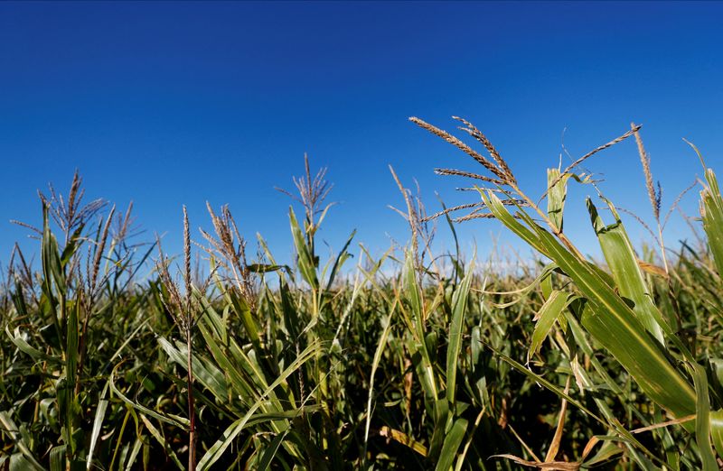 File photo: image of a corn plantation in a field in Zárate, a town on the outskirts of Buenos Aires, Argentina. Apr 23, 2022. REUTERS/Agustin Marcarian