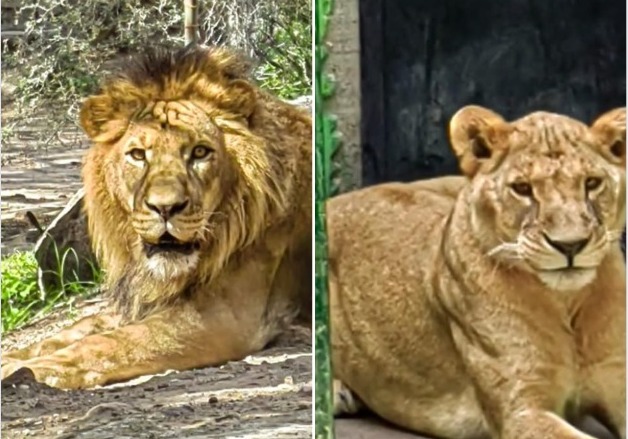 Zoológico de Mexquitic busca nombre para leones rescatados del santuario Black Jaguar Tiger